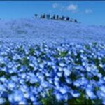 【土曜はナニする】茨城県ひたちなか市の魚市場 、干しイモ　公園が人気