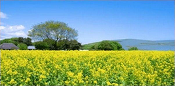 【土曜はナニする】茨城県の庭園、観光船、割烹料理、メロンが人気